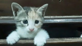 funny cats and dogs videos try not to laugh#funny animal videos 2023#cute cat trending video#short🐈🤣