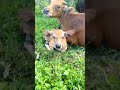 Lucunya anak sapi #sapi