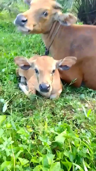 Lucunya anak sapi #sapi