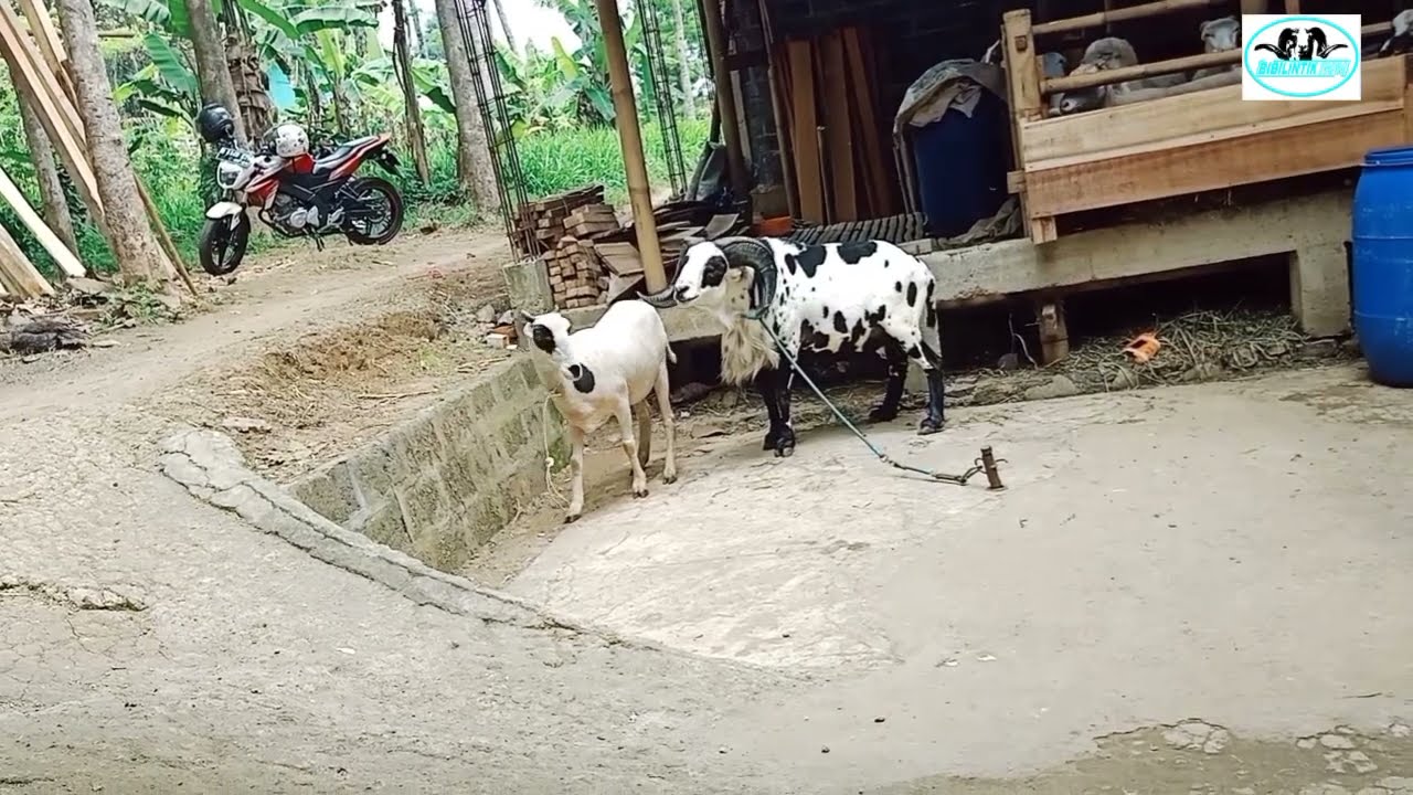 Happy breeding, Domba Garut