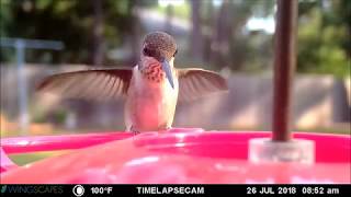 Wingscapes (Moultrie) Timelapse Cam Pro - Unboxing & Demonstration screenshot 2