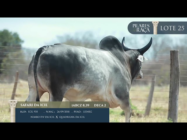 LOTE 25   ICIL 930   Safari da ICIL