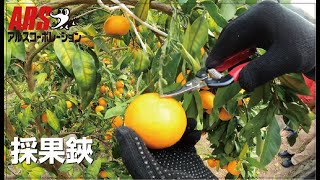 採果鋏　みかんの収穫