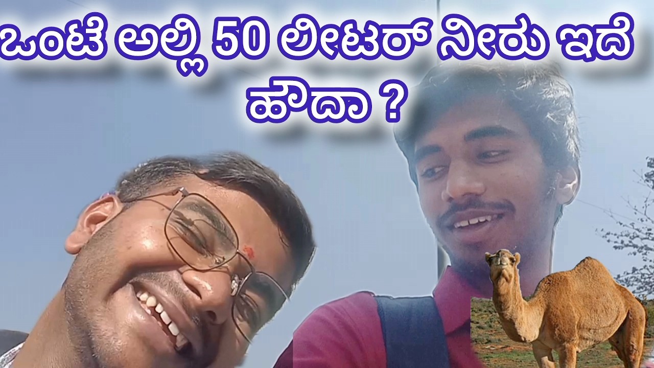 ಒಂಟೆ 50 ಲೀಟರ್ ನೀರು ಇದೆ. CR alla PR #dhanrajvlogs #vlogs #vlogs #kannadavlogs #camel
