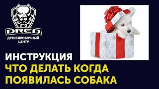 Инструкция для новичков | Что делать после покупки щенка | Какие навыки развивать с первого дня Инструкция для новичков | Что делать после покупки щенка | Какие навыки развивать с первого дня