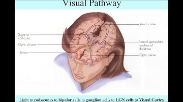 VisualPathway