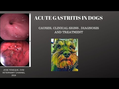 Video: How To Treat Gastritis In A Dog