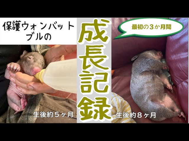 元保護ウォンバットのブルが珍しく日中に帰ってきたよ - YouTube