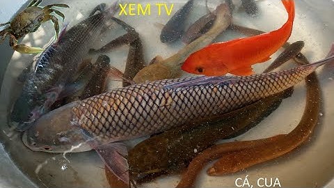 Các Loại Cá | Các Loại Cá Nước Ngọt ở Quê | Fish | Fishing