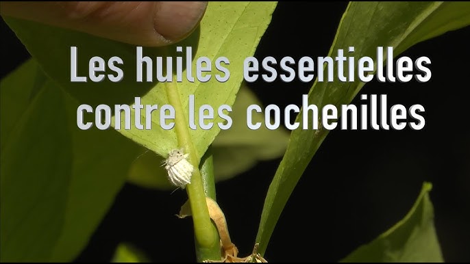 J'ai des cochenilles, quoi faire? - Mjardiner