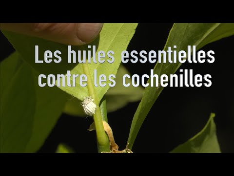 Vidéo: Huile essentielle pour insectifuge - Comment dissuader les insectes avec des huiles essentielles