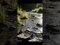 Desiccated riverbed bursts into a lush, vibrant river, captured with cinematic macro push-