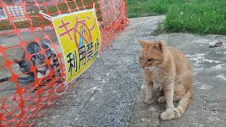 2024.4.24 猫巡り ネット越しの公園の茶トラとサバトラ