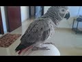 Zaky flew to Mama | African Grey Zaky | Congo talking Parrot