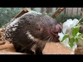 Pixy Porcupine Snacking On A Rose