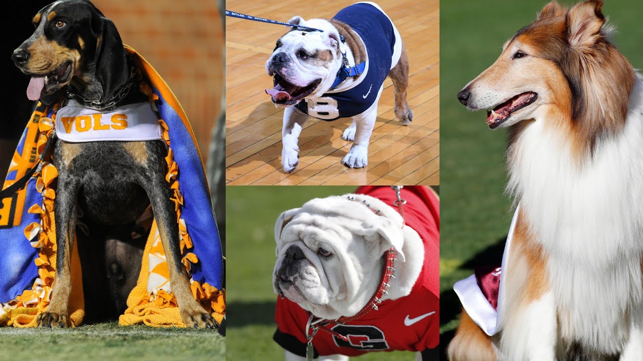National dog day: The best dog mascots in college sports
