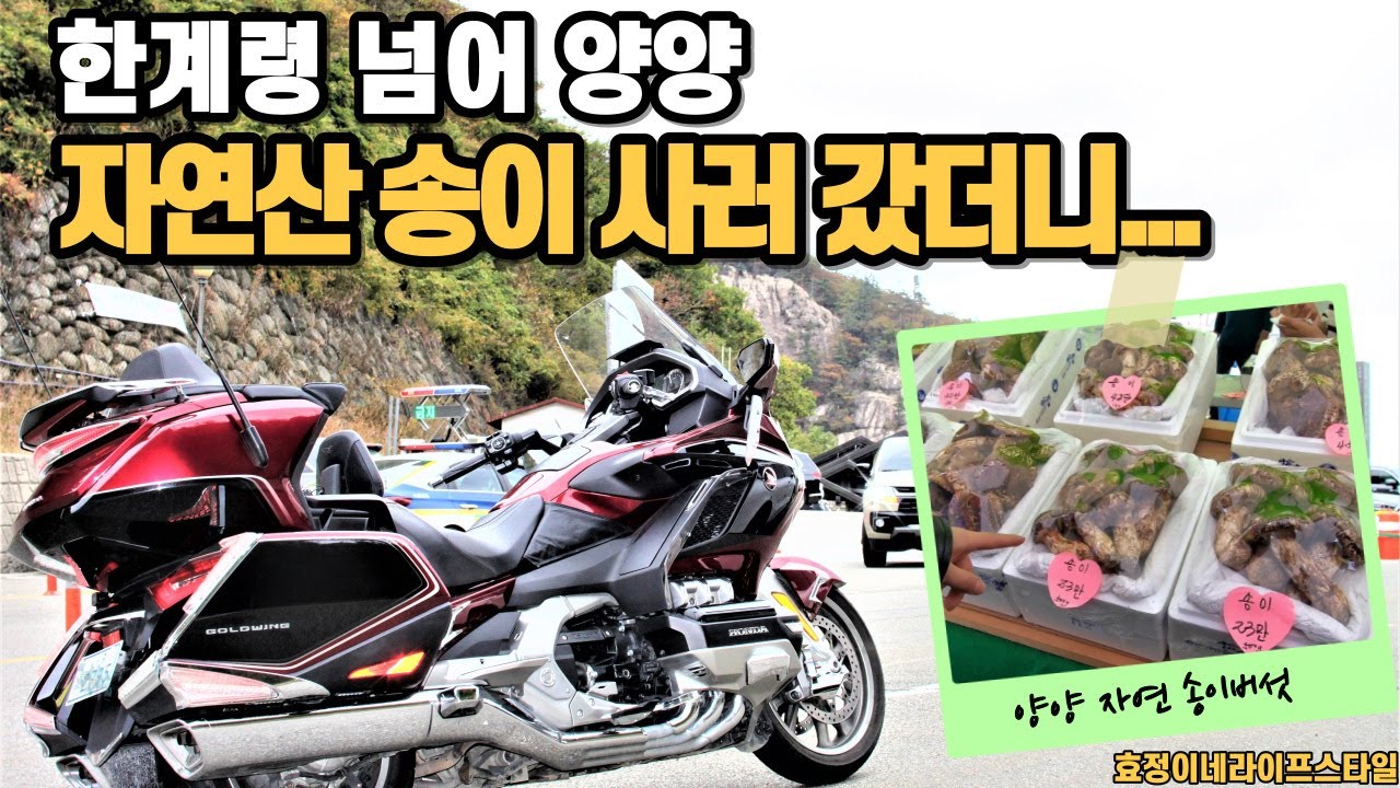 한계령 넘어 양양 자연산 송이 사러 갔더니... / 한계령 우중투어 / 골드윙DCT / 부부힐링바이크여행