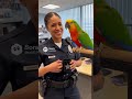 “Reality Thinking” 😭 Talking Parrot Savage Reply #parrotcomedy #funny #comedy #funnyparrot