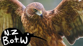 Download Lagu Swamp harrier - New Zealand Bird of the Week MP3