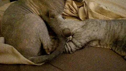 Video 1957781: devon rex girl, devon rex boy