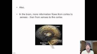 READING AND THE BRAIN - 2