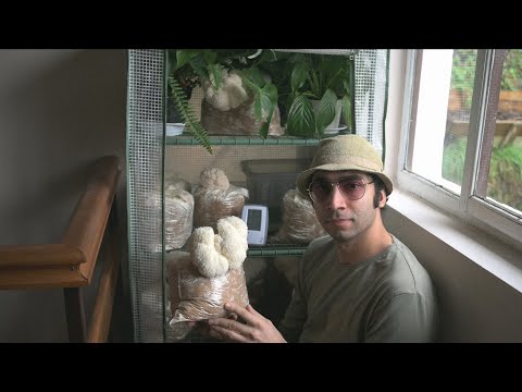 Cultivarea ciupercilor - coama leului - Hericium erinaceus - Shroomareala ep 14