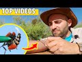 STUNG By A VELVET ANT WARRIOR WASP All Coyote Peterson S Worst Stings