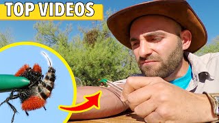 STUNG by a VELVET ANT & WARRIOR WASP! (All Coyote Peterson's Worst Stings)