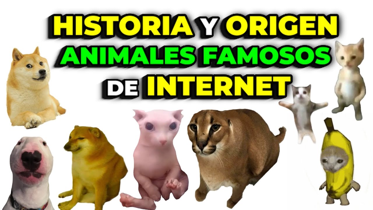 ANIMALES FAMOSOS de INTERNET | HISTORIA y ORIGEN