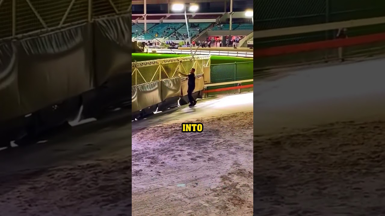 How To Stop A Greyhound Race!