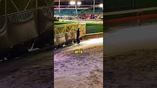 How To Stop A Greyhound Race!