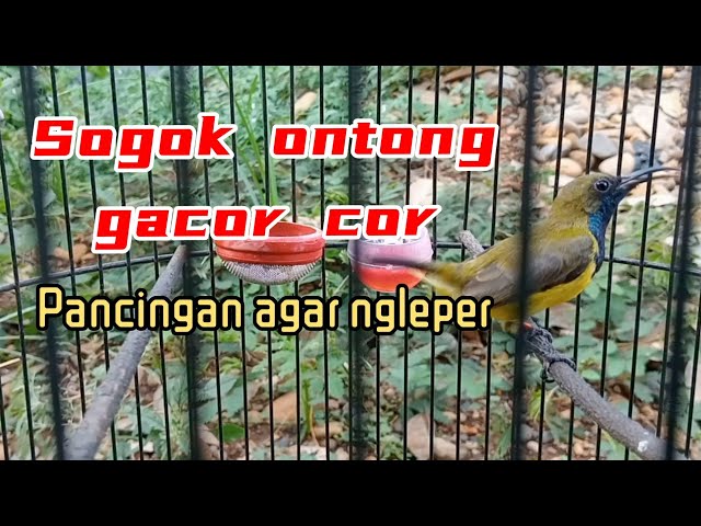 TEMBAKAN SOGON GACOR !! pancingan bunyi class=