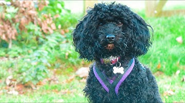 Tas | Lolabuland August Foundations | Graduation Video