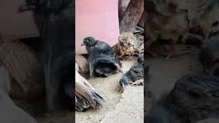 Aseel Hen & Cute Chicks | Daily Farm Life #AseelChicken #Chicks #PoultryFarm #VillageLife