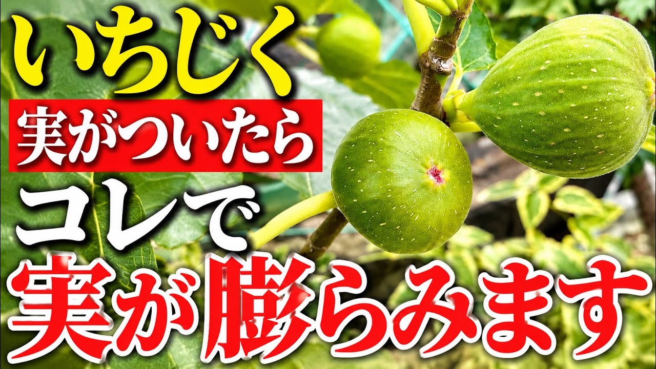 イチジクの木は、実がついた状態で出荷されます 樹齢8年 高約135cm Figs] A Must-Do Once They Start Fruiting! Essential Care to Grow