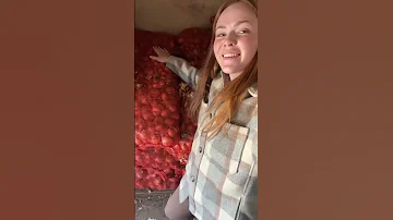БИЗНЕС НА ЗЕЛЕНОМ ЛУКЕ | Выращивание лука на перо