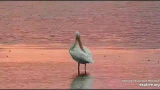 Mississippi River Flyway Cam, explore.org, October 15, 2021