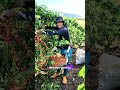 República Dominicana en el puesto 33 del café mundial ☕🇩🇴