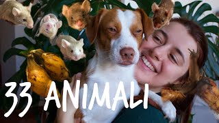 33 ANIMALILa mia ROUTINE