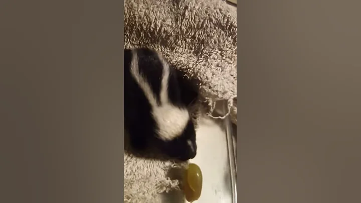 Skunkey