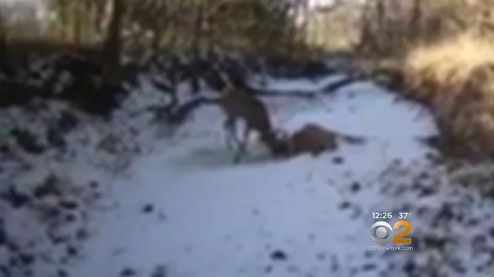 Game Warden Shoots Antlers To Free Bucks