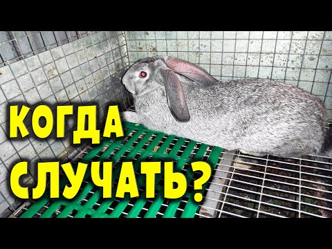 Видео: Как избавиться от жирного мешка на кошке