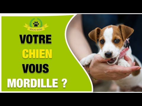 Comment Faire Mon Chien Ou Mon Chiot Mordille 75100 Youtube