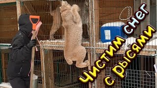 ЧИСТИМ СНЕГ С РЫСЯМИ / Ханна подружилась с щенком ЧИСТИМ СНЕГ С РЫСЯМИ / Ханна подружилась с щенком