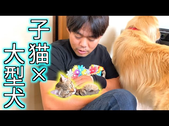 子猫と大型犬のいる暮らし 子猫のみーちゃんとレトリバーのまるくん Youtube