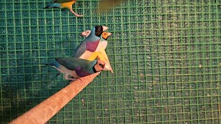 Beautiful gouldian finch collections|blue gouldian|Grey heads gouldian|black head gouldians