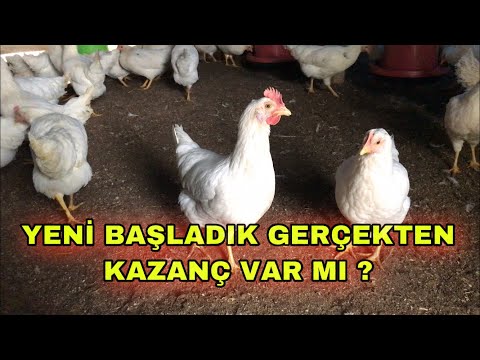 100 ADET YENİ TAVUKLARIM GELDİ | PARA KAZANABİLECEKMİYİZ ?