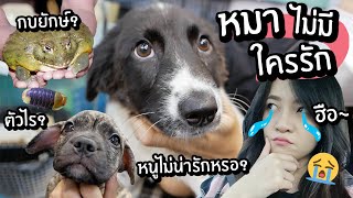 มาหาหมาที่ไม่มีใครรัก TT TT // กบยักษ์! ไอโซพอด! (Pet Expo 2022)