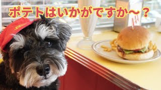 【千葉県】ミニチュアシュナウザーがポテトになって人気burger出没したらマック店員さんと間違えられたょ！！