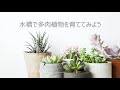水槽で多肉植物を育ててみよう！独自のノウハウを公開。